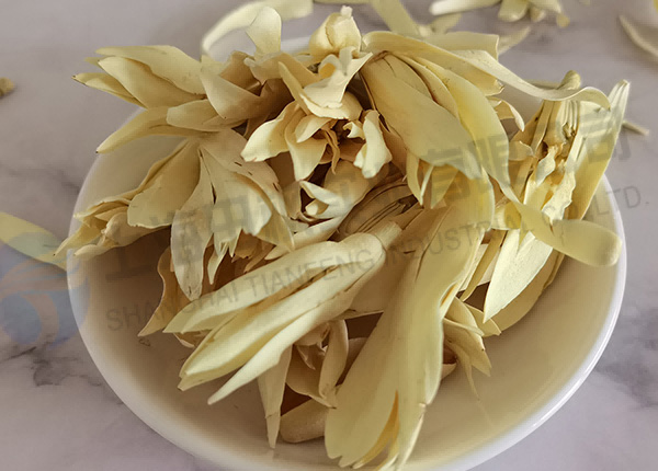 白玉蘭凍干，鮮花凍干機應(yīng)用于白玉蘭真空冷凍干燥